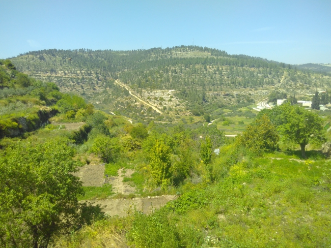 De groene lijn tussen Battir en Israël is duidelijk te zien aan de begroeiing (foto: Sylva van Rosse)