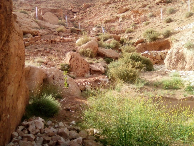 Een geul met natuurlijke begroeiing, mogelijk doordat de gabion water vasthoudt.