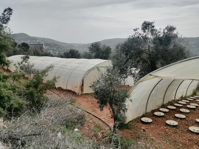 Jonge boompjes in Ajloun