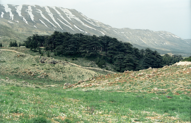 'Cedars of God' in Lebanon. @ Jerzy Strzelecki, https://creativecommons.org/licenses/by-sa/3.0/deed.en