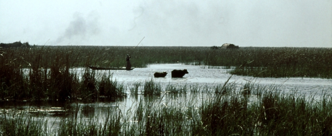 @WikiCommons - Irakees moerasland